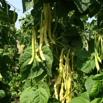 Fazole pnoucí Goldmarie - Phaseolus vulgaris - osivo fazole - 15 ks