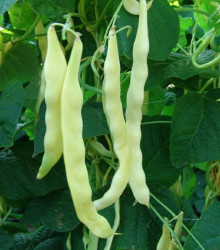 Fazol keříčková Sonesta - Phaseolus vulgaris - osivo fazolu - 20 ks