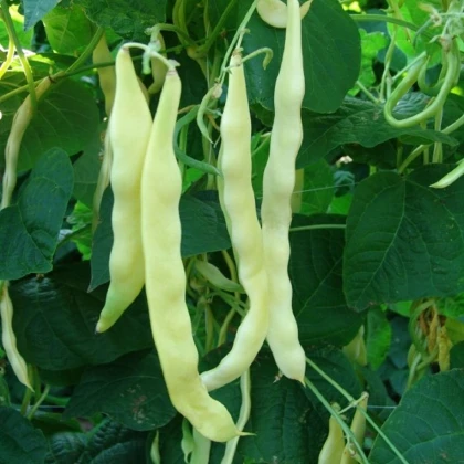 Fazole keříčková Sonesta - Phaseolus vulgaris - osivo fazole - 20 ks