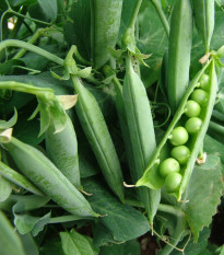 Hrách dřeňový Premium - Pisum sativum - osivo hrachu - 80 ks
