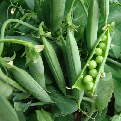 Hrách dřeňový Premium - Pisum sativum - osivo hrachu - 80 ks