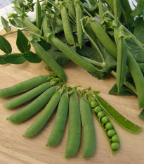 Hrách dřeňový Ambassador - Pisum sativum - osivo hrachu - 45 ks