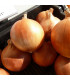 Cibule jarní Amfora F1 - Allium cepa - osivo cibule - 110 ks