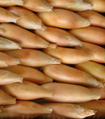 Cibule jarní Tosca - Allium cepa - osivo cibule - 140 ks