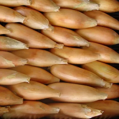 Cibule jarní Tosca - Allium cepa - osivo cibule - 140 ks