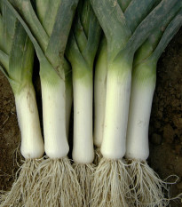 Pór zimní Winner - Allium porrum - osivo póru - 300 ks