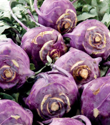 Kedluben raný modrý Blankyt - Brassica oleracea - osivo kedlubny - 50 ks