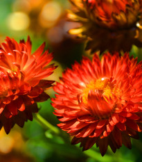 Slaměnka červená - Helichrysum bracteatum - osivo slaměnky - 500 ks