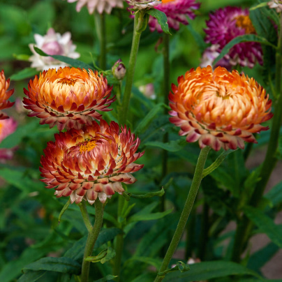 Slaměnka bronzová - Helichrysum bracteatum - osivo slaměnky - 500 ks