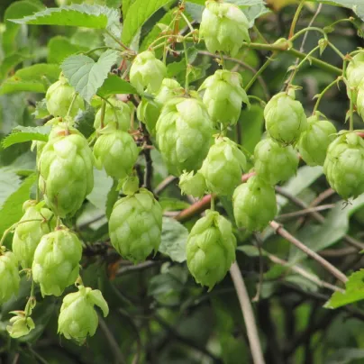Chmel japonský - Humulus japonicus - osivo chmelu - 7 ks