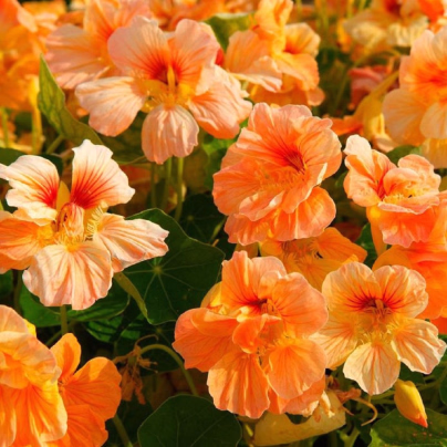 Lichořeřišnice nízká Tip Top Apricot - Tropaeolum minus -osivo lichořeřišnice - 12 ks