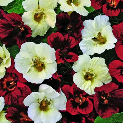 Lichořeřišnice nízká Ebony and Ivory - Tropaeolum minus - osivo lichořeřišnice - 15 ks