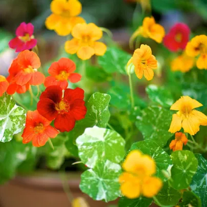 Lichořeřišnice nízká Alaska Mix - Tropaeolum nanum - osivo lichořeřišnice - 15 ks