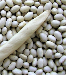 Fazol keříčkový Petronila - Phaseolus vulgaris - osivo fazolu - 50 ks