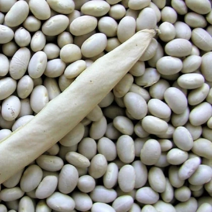 Fazole keříčková Petronila - Phaseolus vulgaris - osivo fazole - 50 ks