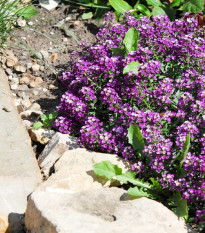 Tařicovka přímořská Fialová královna - Alyssum maritimum - osivo tařicovky - 1 g
