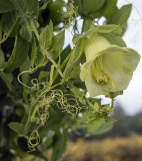 Vilec šplhavý bílý - Cobaea scandens - osivo vilce - 7 ks
