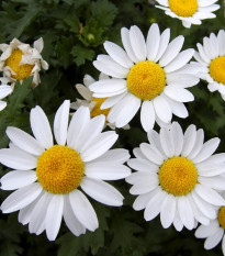 Kopretina balkónová bílá - Chrysanthemum paludosum - osivo kopretiny - 250 ks