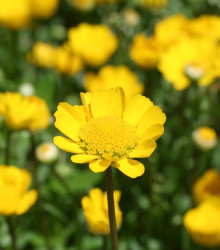 Kopretina nízká zlatožlutá - Chrysanthemum multicaule - osivo kopretiny - 0,4 g