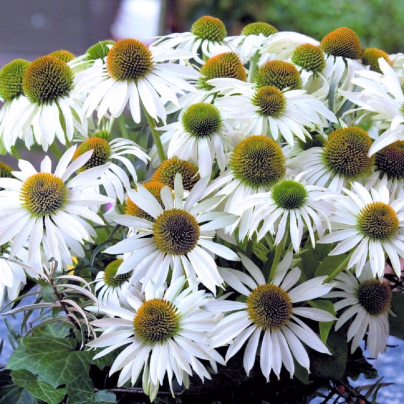 Třapatkovka nachová Primadonna White - Echinacea purpurea - osivo třapatkovky - 15 ks