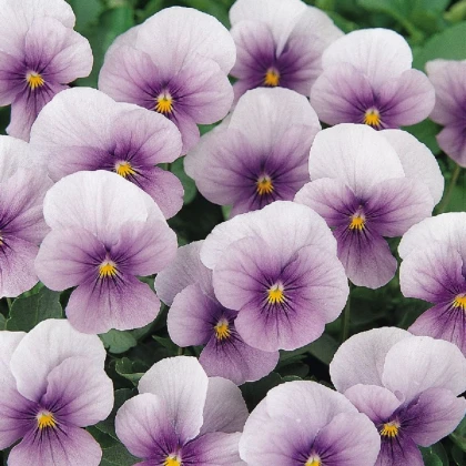 Violka rohatá Sorbet Icy Blue - Viola cornuta - osivo violky - 20 ks