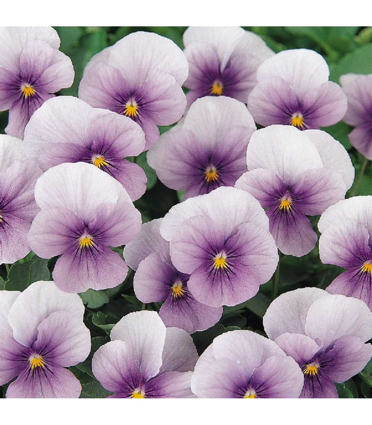 Violka rohatá Sorbet Icy Blue - Viola cornuta - osivo violky - 20 ks
