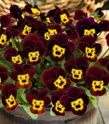 Violka rohatá Admire Ruby Gold - Viola cornuta - osivo violky - 20 ks
