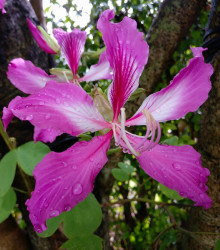Orchidejový strom - Bauhinia purpurea - osivo orchideje - 4 ks