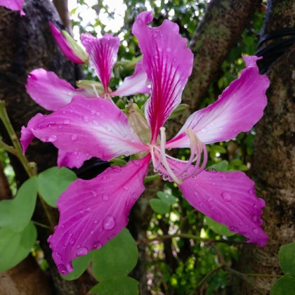 Orchidejový strom - Bauhinia purpurea - osivo orchideje - 4 ks
