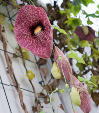 Podražec elegantní - Aristolochia - osivo podražce - 5 ks