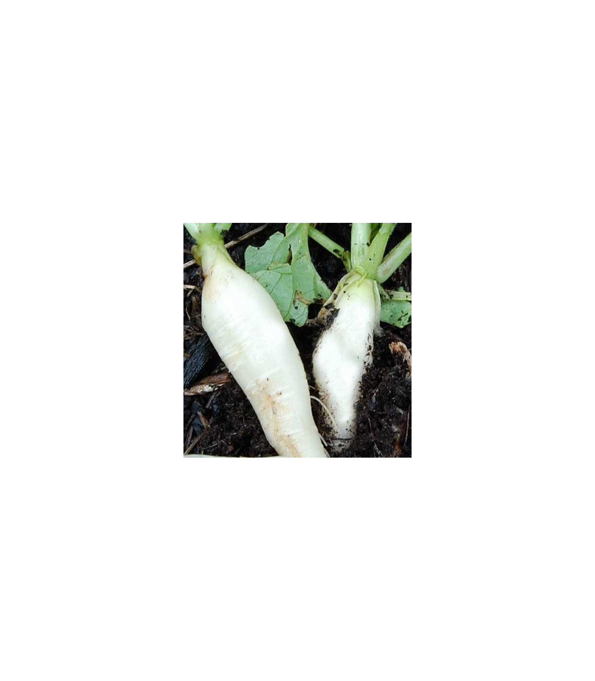 Ředkev bílá Delikatesa - Raphanus sativus - osivo ředkve - 60 ks