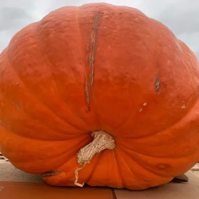 Tykev velkoplodá Goliáš - Cucurbita maxima - osivo tykve - 3 ks