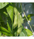 Fazole keříčková Dalmatin - Phaseolus vulgaris - osivo fazole - 15 ks