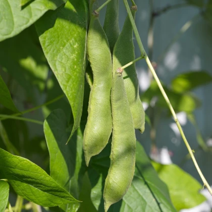 Fazole keříčková Dalmatin - Phaseolus vulgaris - osivo fazole - 15 ks