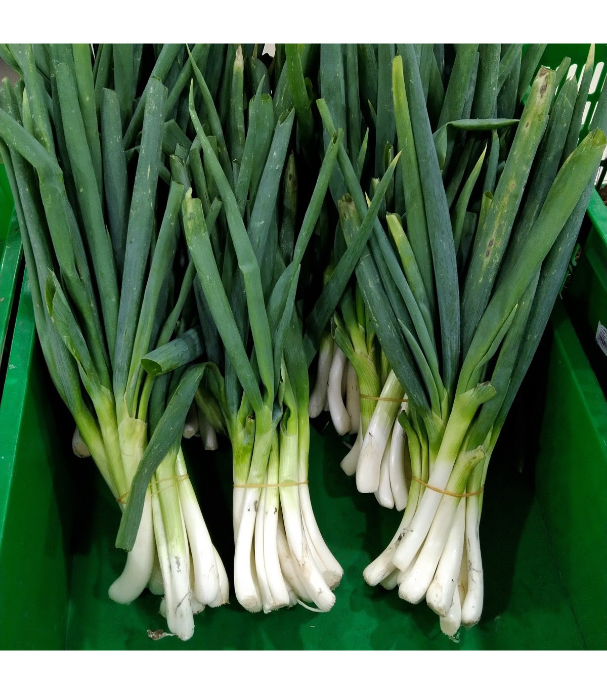 Cibule zimní svazková Freddy - Allium fistulosum - osivo cibule - 250 ks