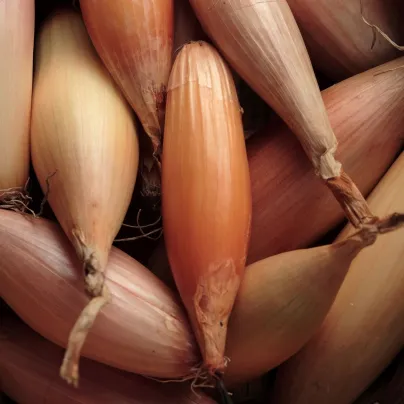 Cibule Zebrune - Allium cepa var aggregatum - osivo cibule - 70 ks
