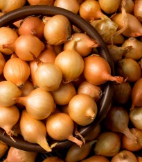 Cibule šalotka Yellow Moon - Allium cepa - cibulky šalotky - 10 ks