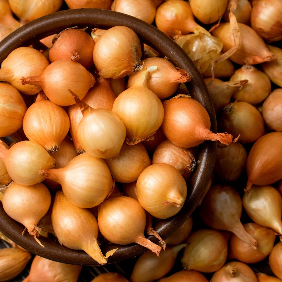 Cibule šalotka Yellow Moon - Allium cepa - cibulky šalotky - 10 ks