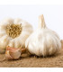 Sadbový česnek Havel - paličák - Allium sativum - cibulky česneku - 1 balení