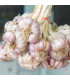 Sadbový česnek Anton - nepaličák - Allium sativum - cibulky česneku - 1 balení