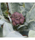 Brokolice Miranda - Brassica oleracea - osivo brokolice - 30 ks