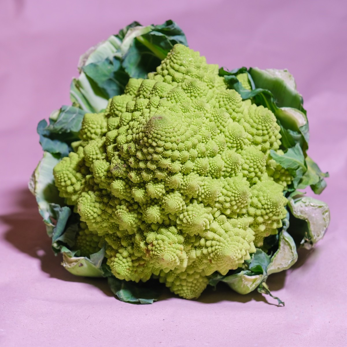 Květák Veronica - Brassica oleracea L. convar. botrys - osivo květáku - 10 ks