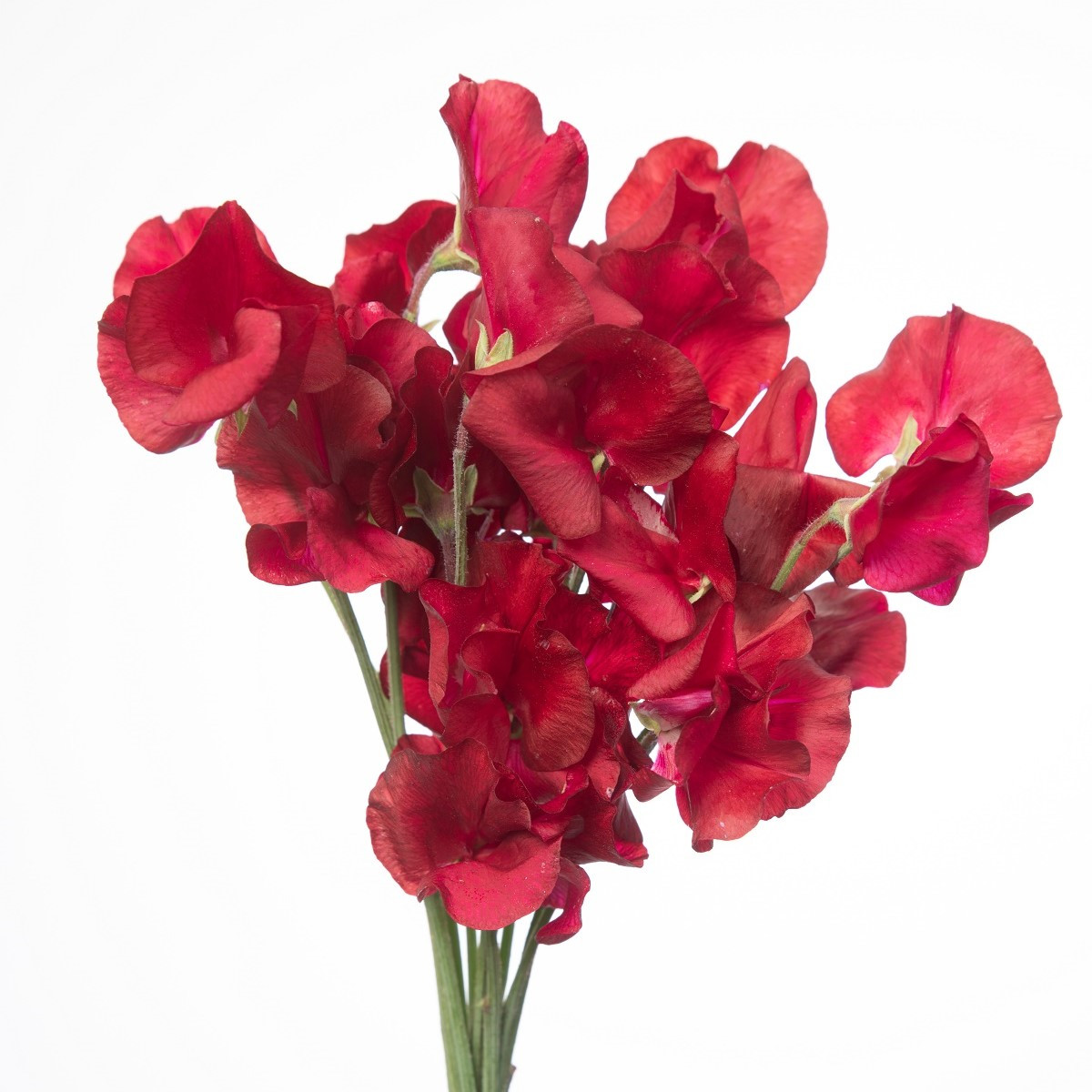 Hrachor vonný královský Scharlach - Lathyrus odoratus - osivo hrachoru - 16 ks