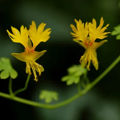 Lichořeřišnice vysoká kanárská - Tropaeolum peregrinum - osivo lichořeřišnice - 10 ks