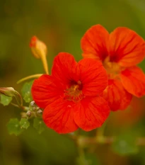 Lichořeřišnice nízká Baby Deep Rose - Tropaeolum minus - osivo lichořeřišnice - 8 ks