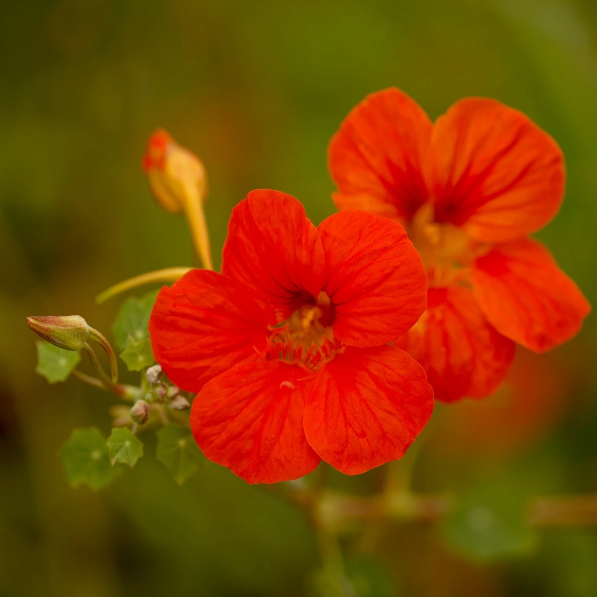 Lichořeřišnice nízká Baby Deep Rose - Tropaeolum minus - osivo lichořeřišnice - 8 ks