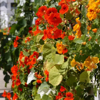Lichořeřišnice směs barev - Tropaeolum majus naunum - osivo lichořeřišnice - 10 ks