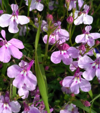 Lobelka nízká Riviera Lilac - Lobelia erinus - osivo lobelky - 0,1 g