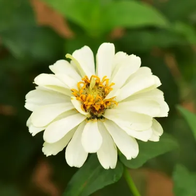 Ostálka jiřinkokvětá bílá - Zinnia elegans - osivo ostálky - 50 ks