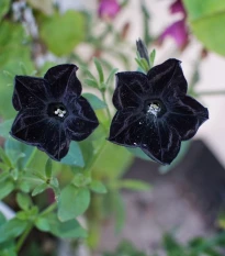 Petúnie Sophistica Blackberry F1 - Petunia grandiflora - osivo petúnie - 15 ks